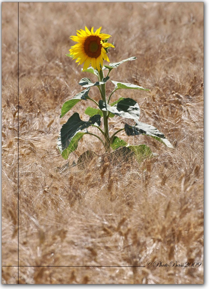 Sunflower #1.....