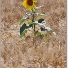 Sunflower #1.....