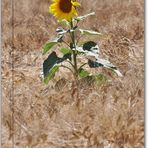 Sunflower #1.....