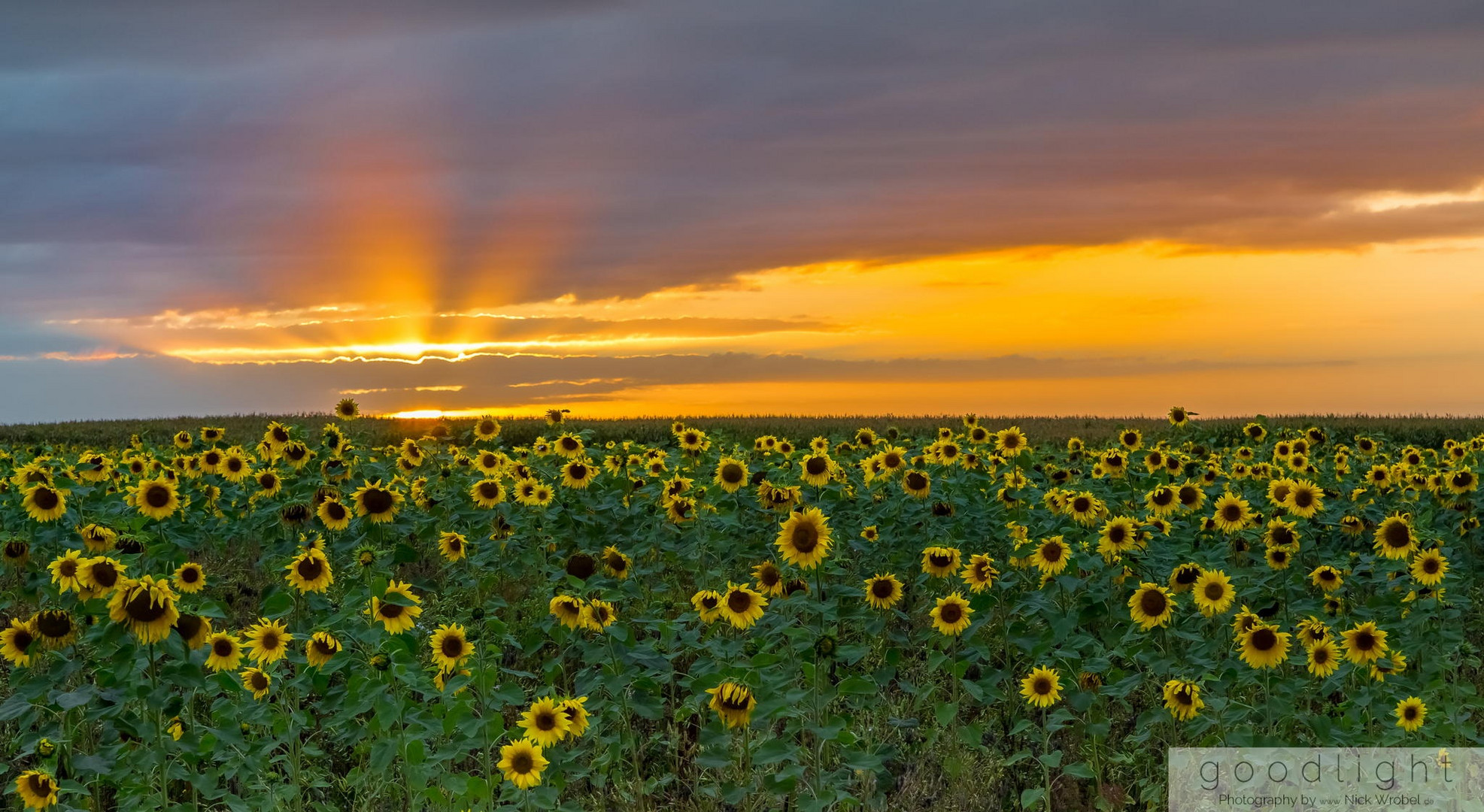 Sunflower