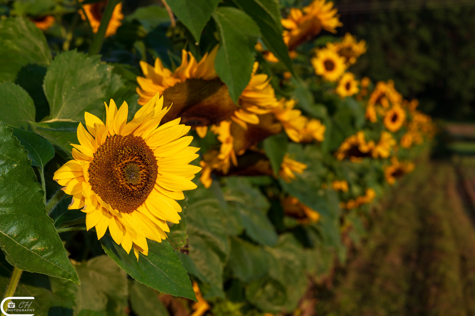 Sunflower 