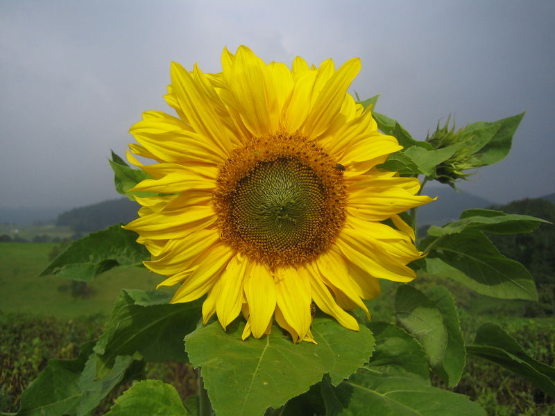 Sunflower