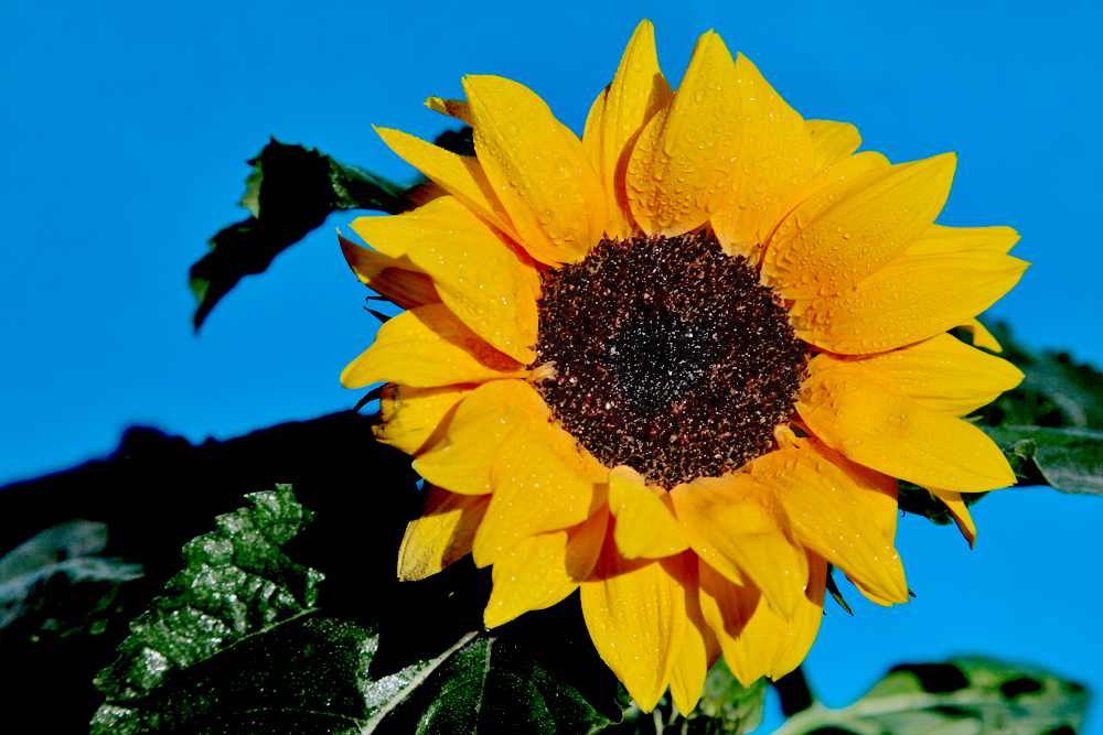 Sunflower