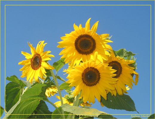 Sunflower 2