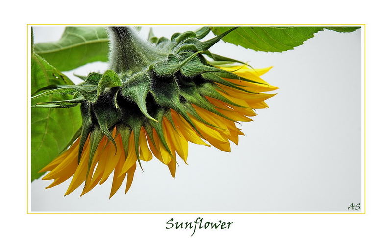 Sunflower 2