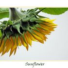 Sunflower 2