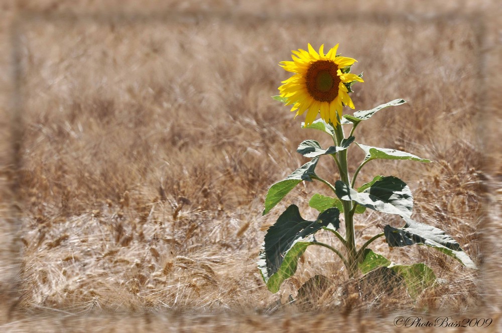 Sunflower #2....