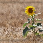 Sunflower #2....