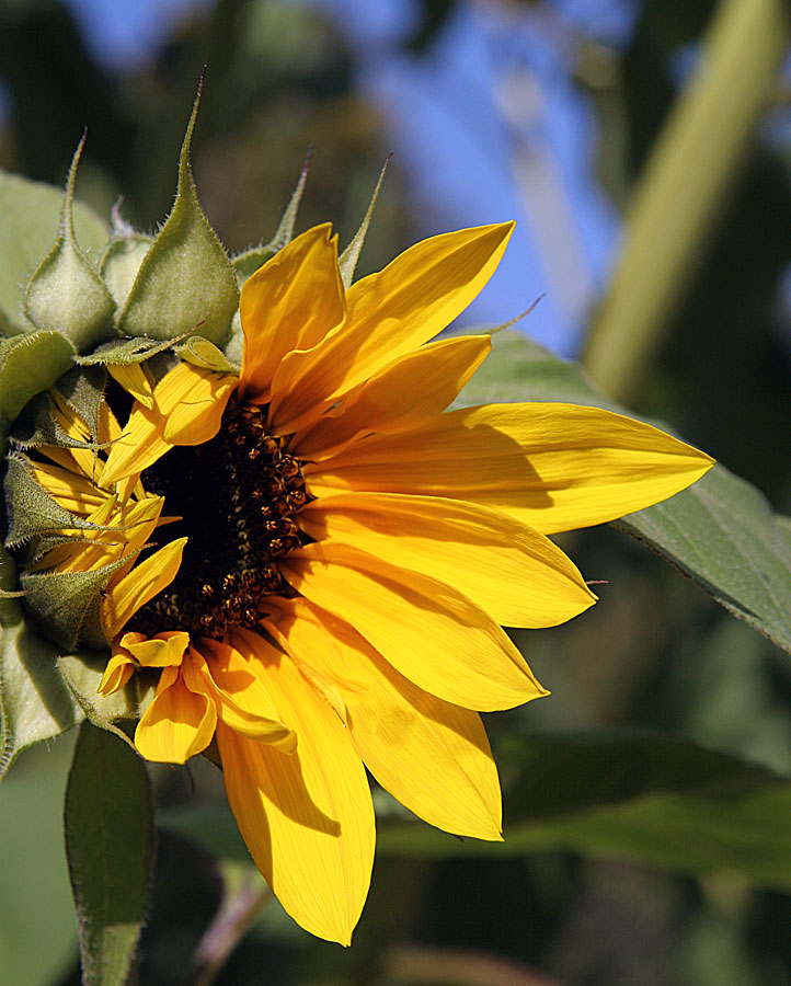 sunflower 2