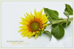 SUNFLOWER -2-