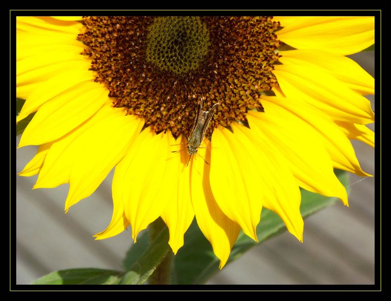 Sunflower 2