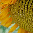 sunflower... 2