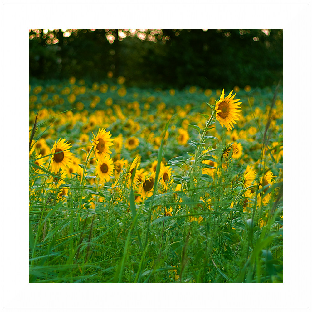 Sunflower 2011