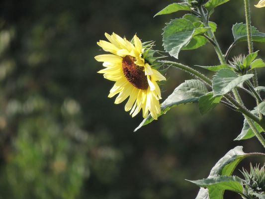 Sunflower