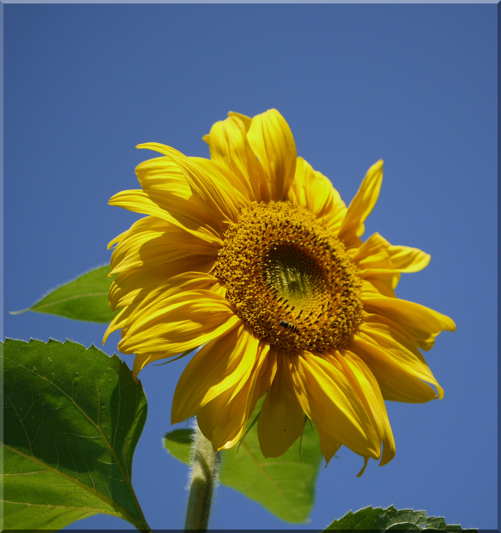 - sunflower -