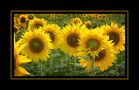 ...sun...flower... von Joachim Häfner
