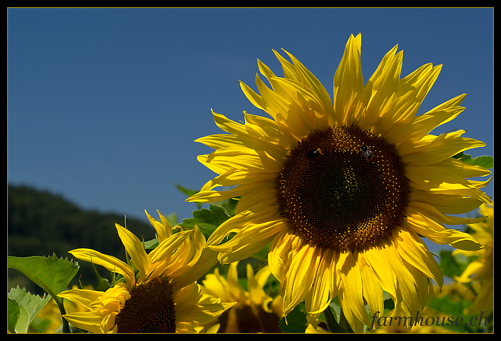 Sunflower