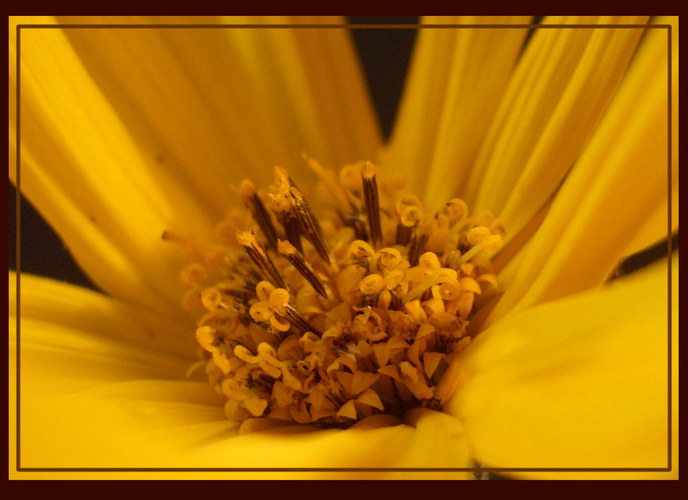* Sunflower *