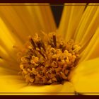 * Sunflower *