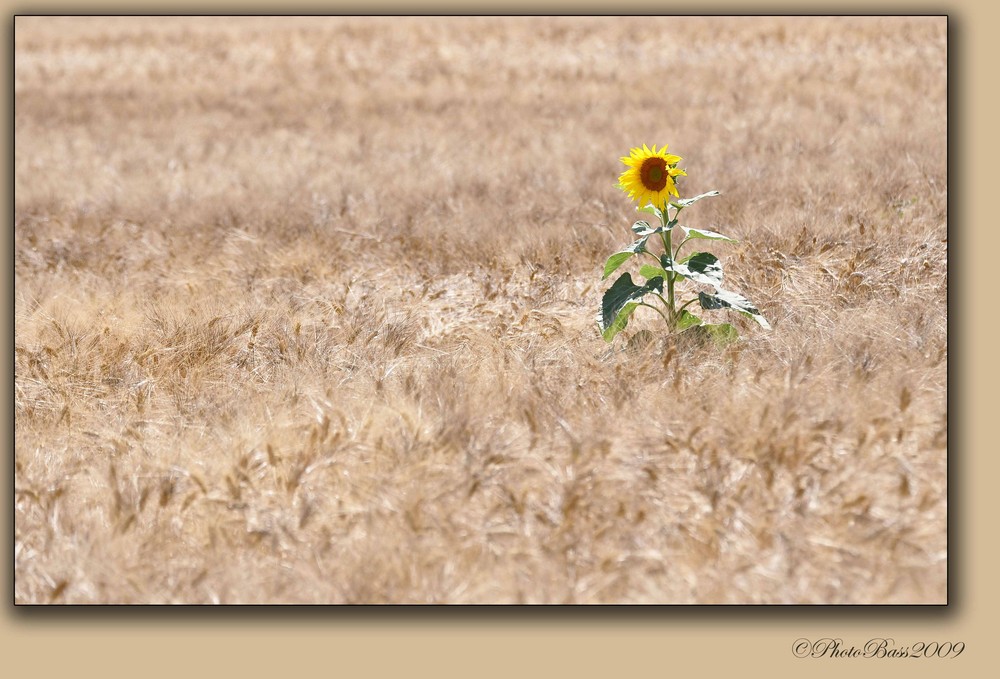 Sunflower #3 .....