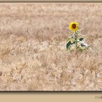 Sunflower #3 .....