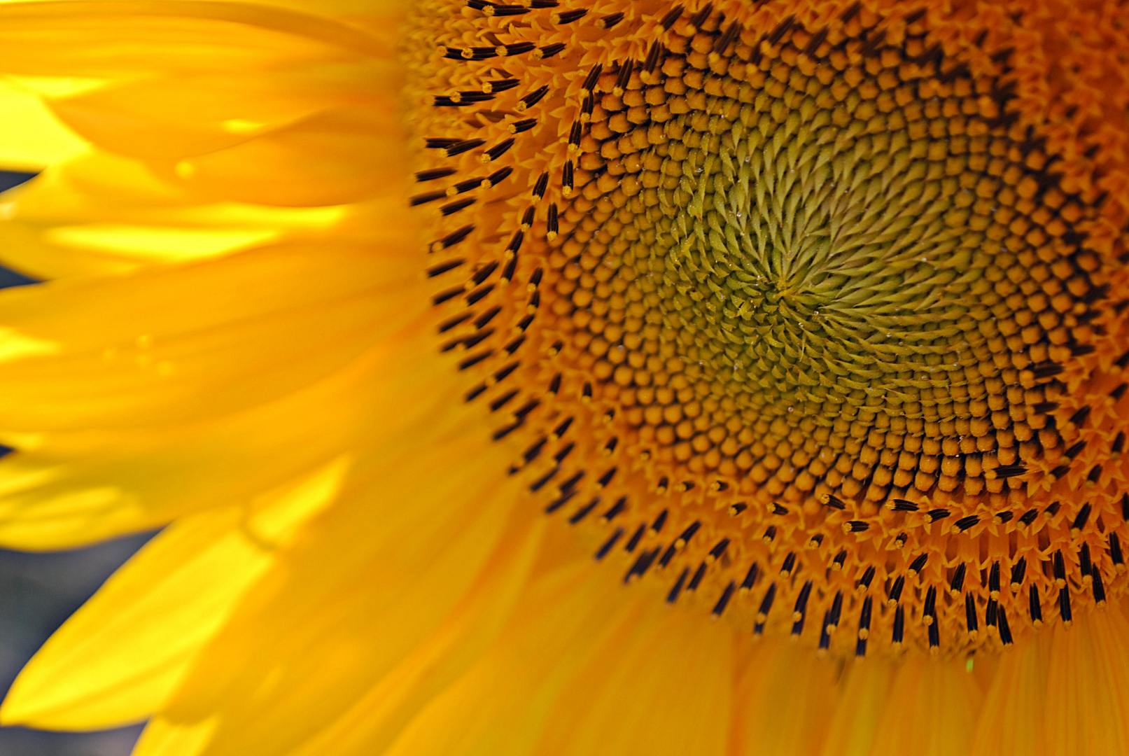 sunflower... 3