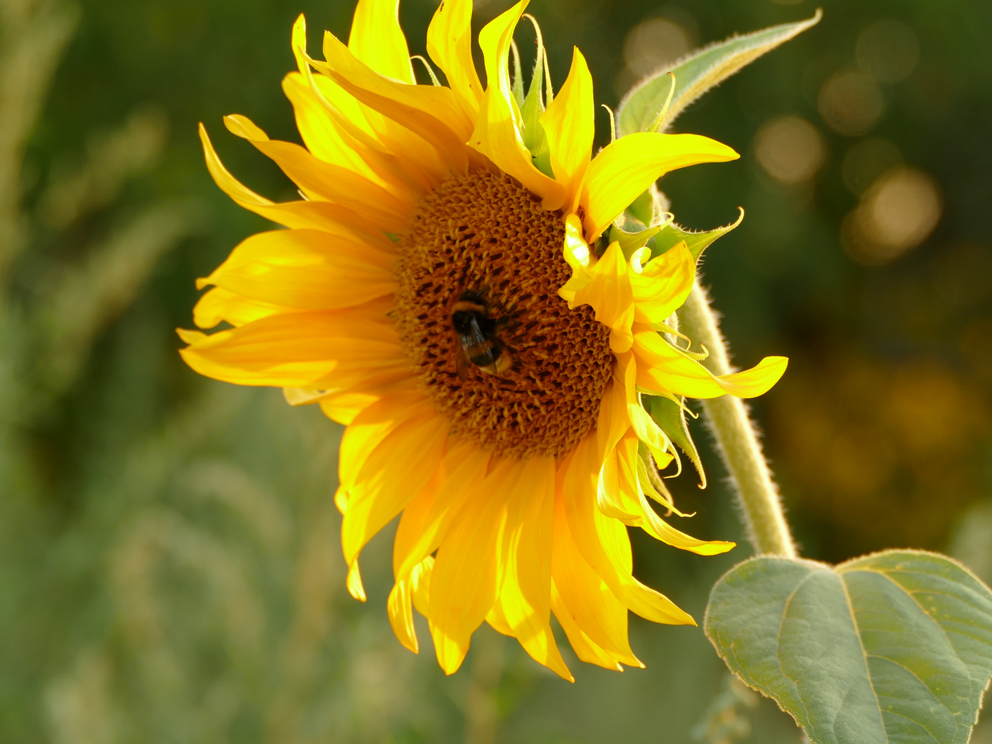 sunflower