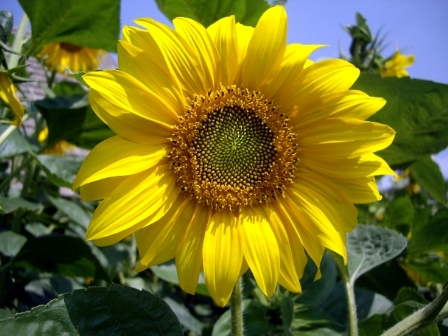 Sunflower