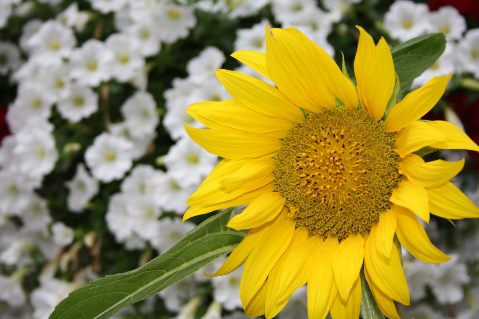 Sunflower