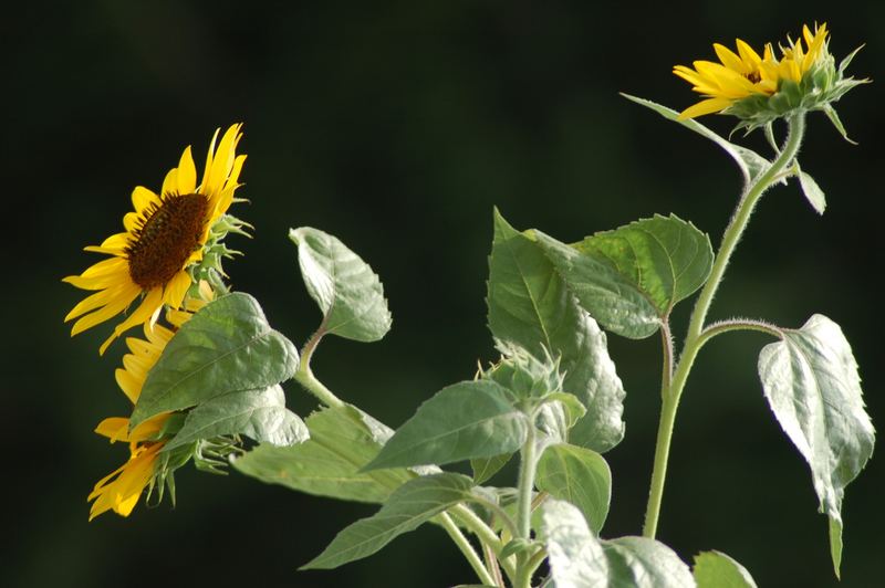 Sunflower