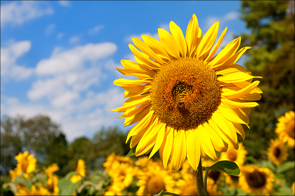 Sunflower