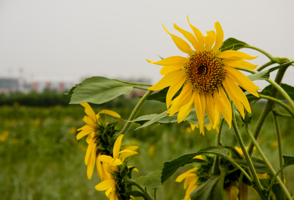 sunflower