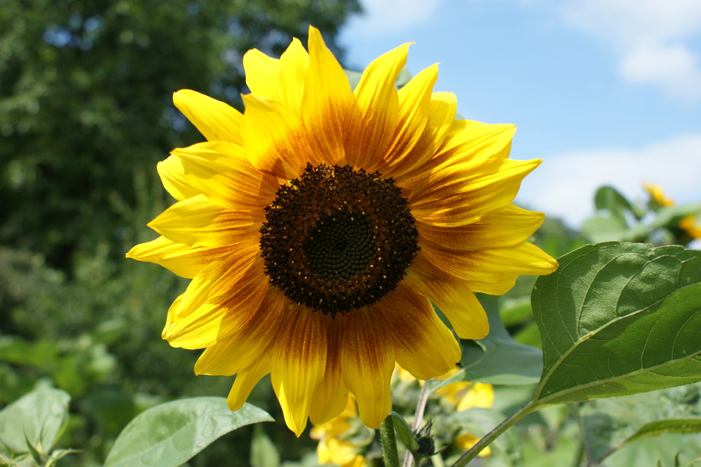 Sunflower