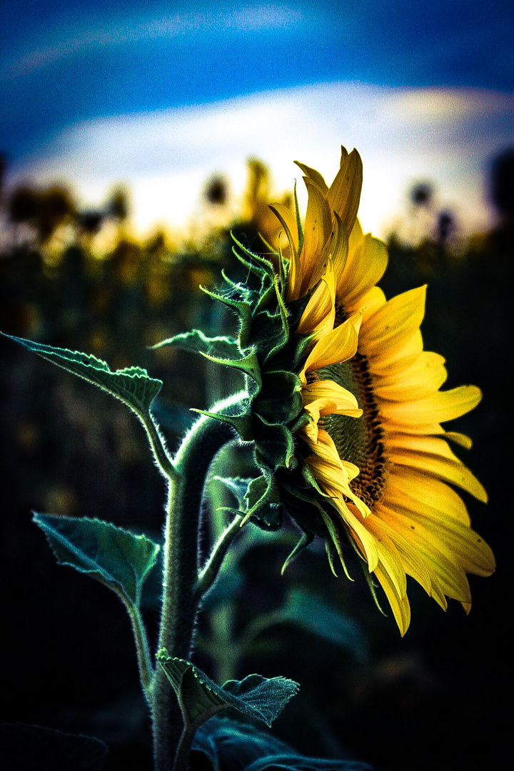 Sunflower