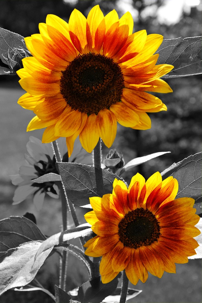 sunflower