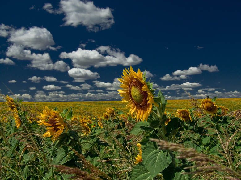 sunflower