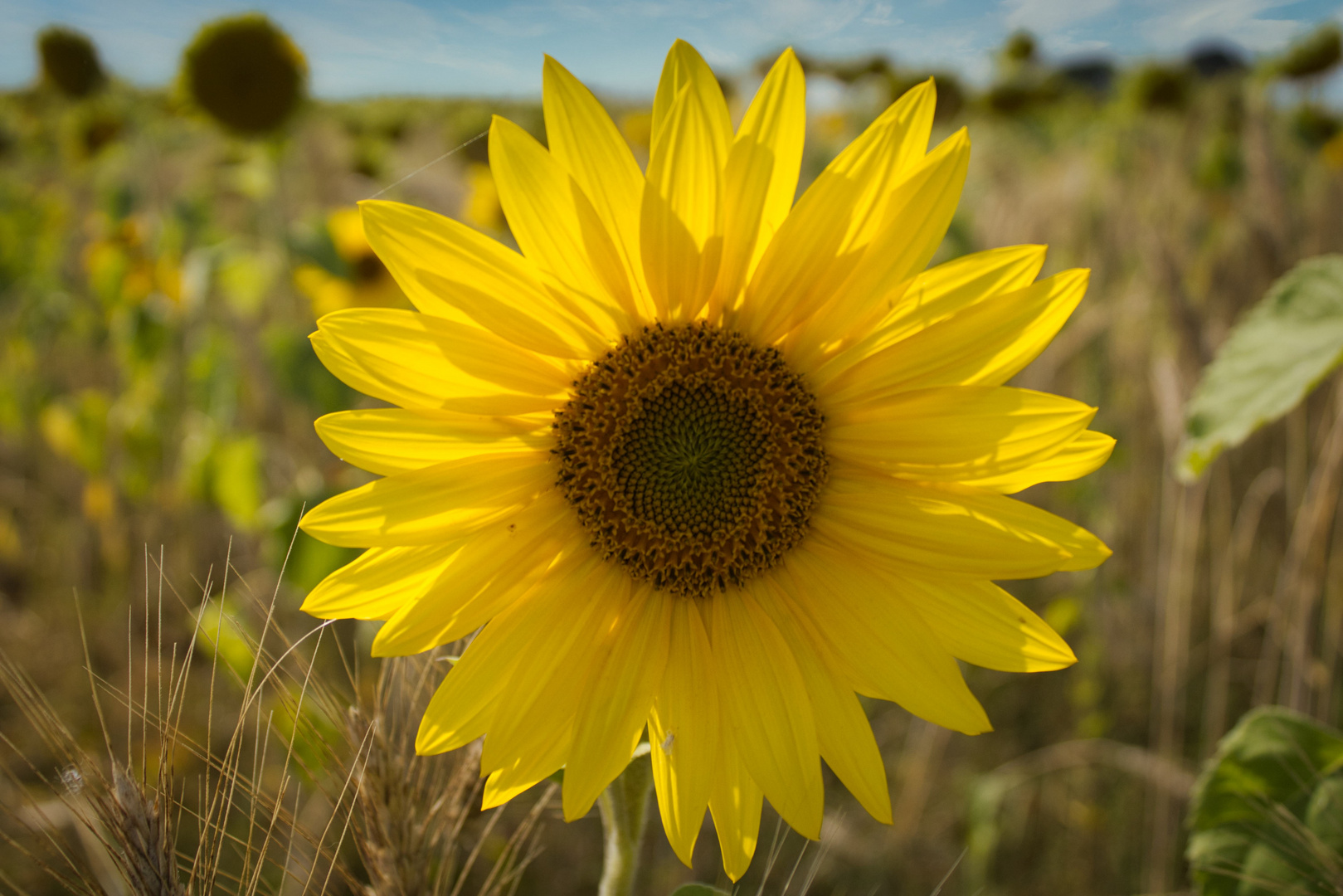 Sunflower