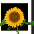 [sunflower]