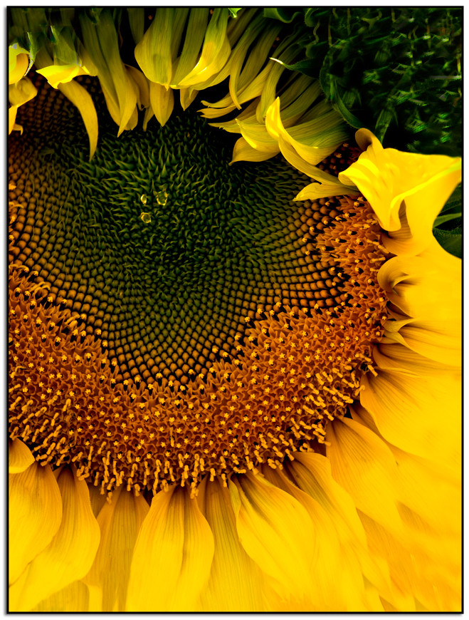 Sunflower 5