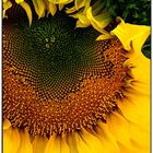 Sunflower 5