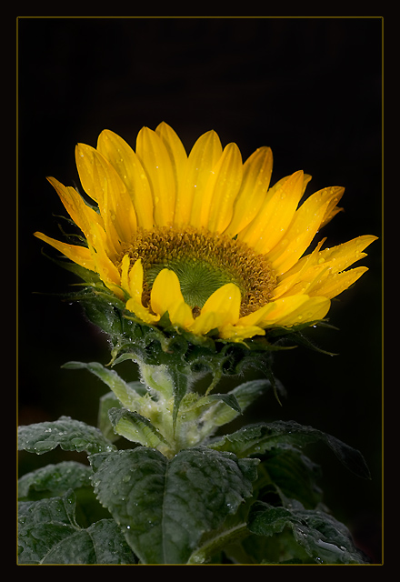 SUNFLOWER :-)