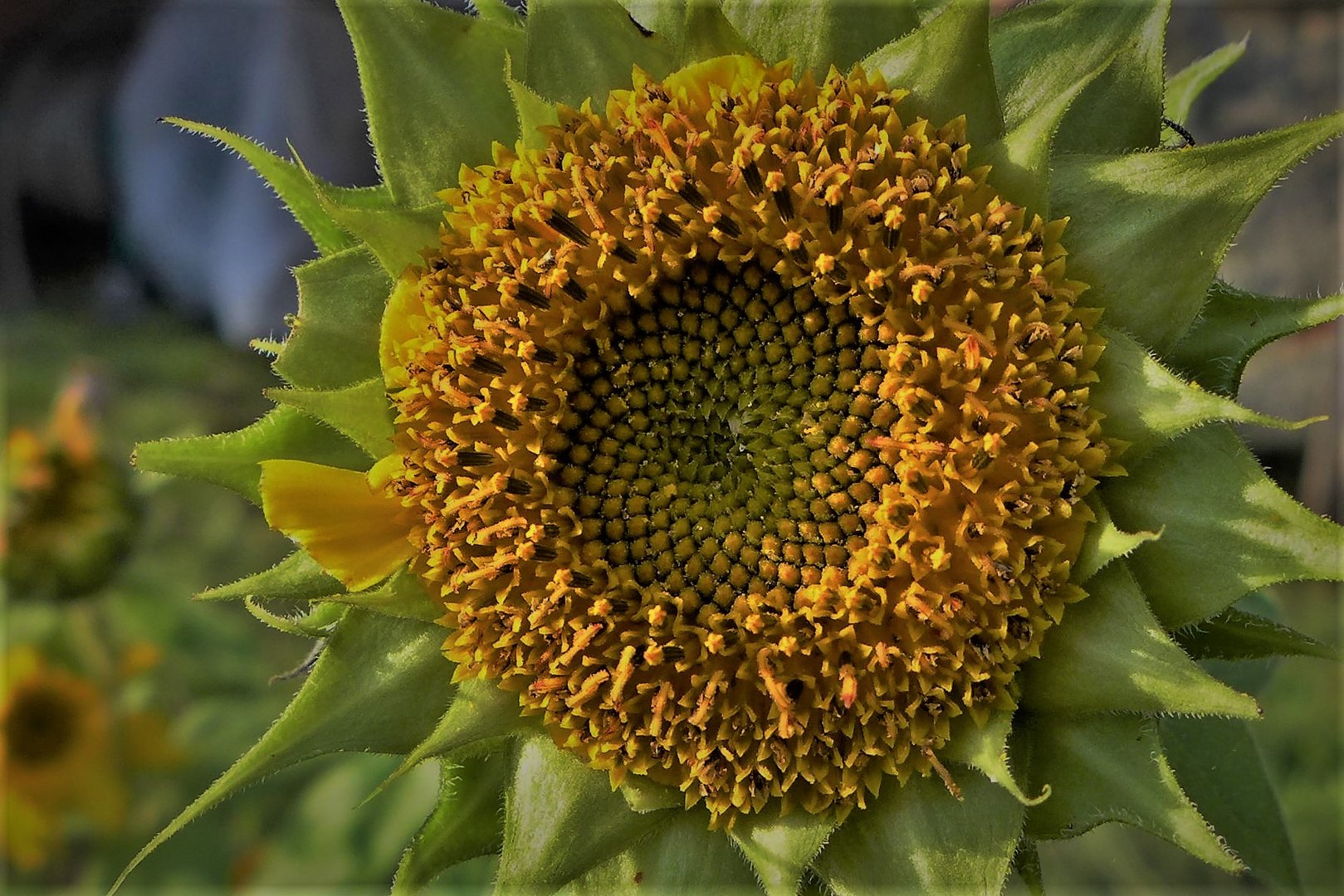 Sunflower