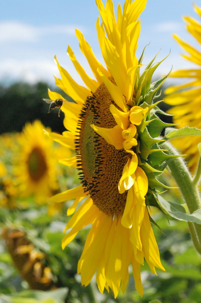 Sunflower