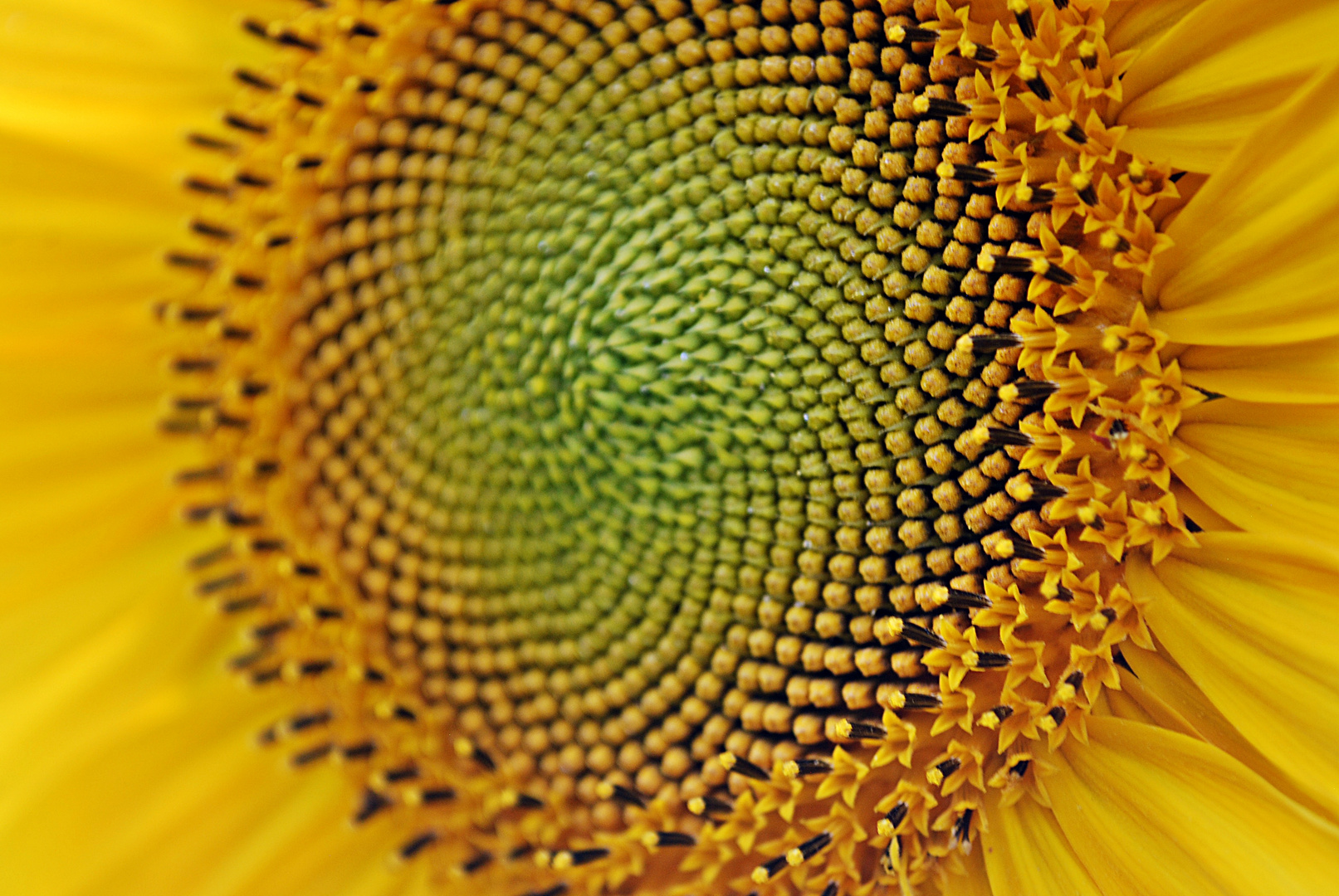 sunflower...