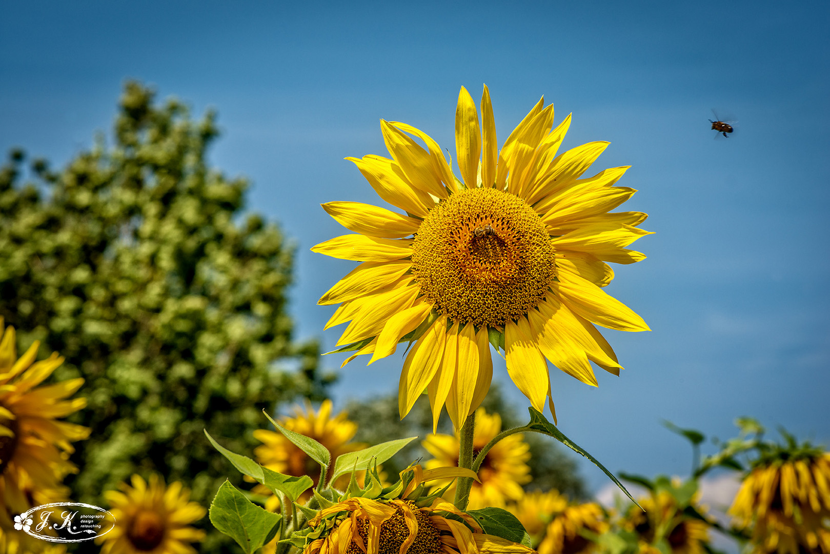 Sunflower