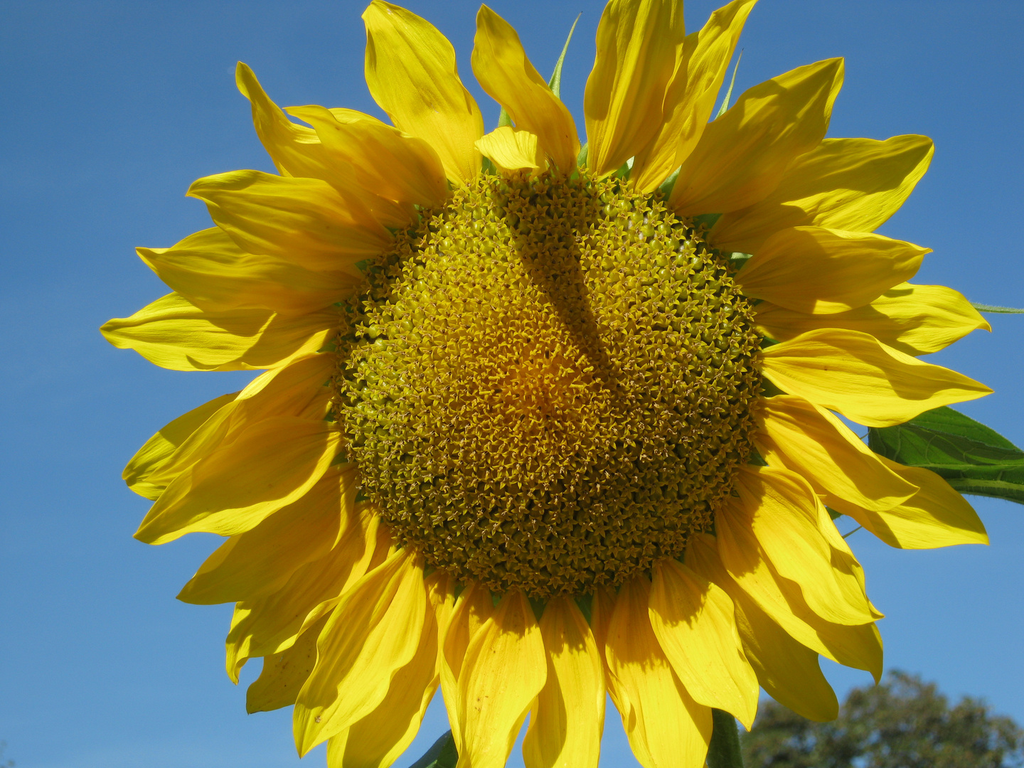 Sunflower