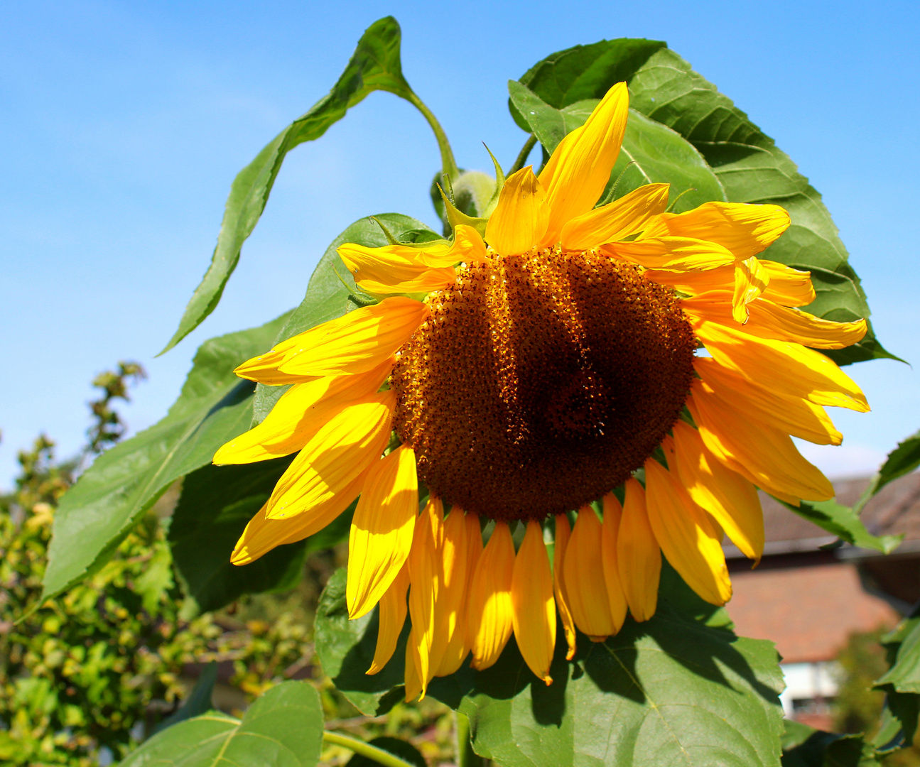 Sunflower ...