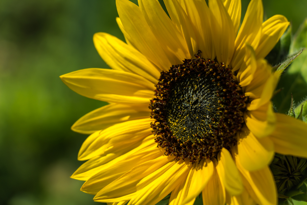 Sunflower....