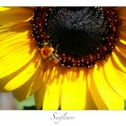 | sunflower |