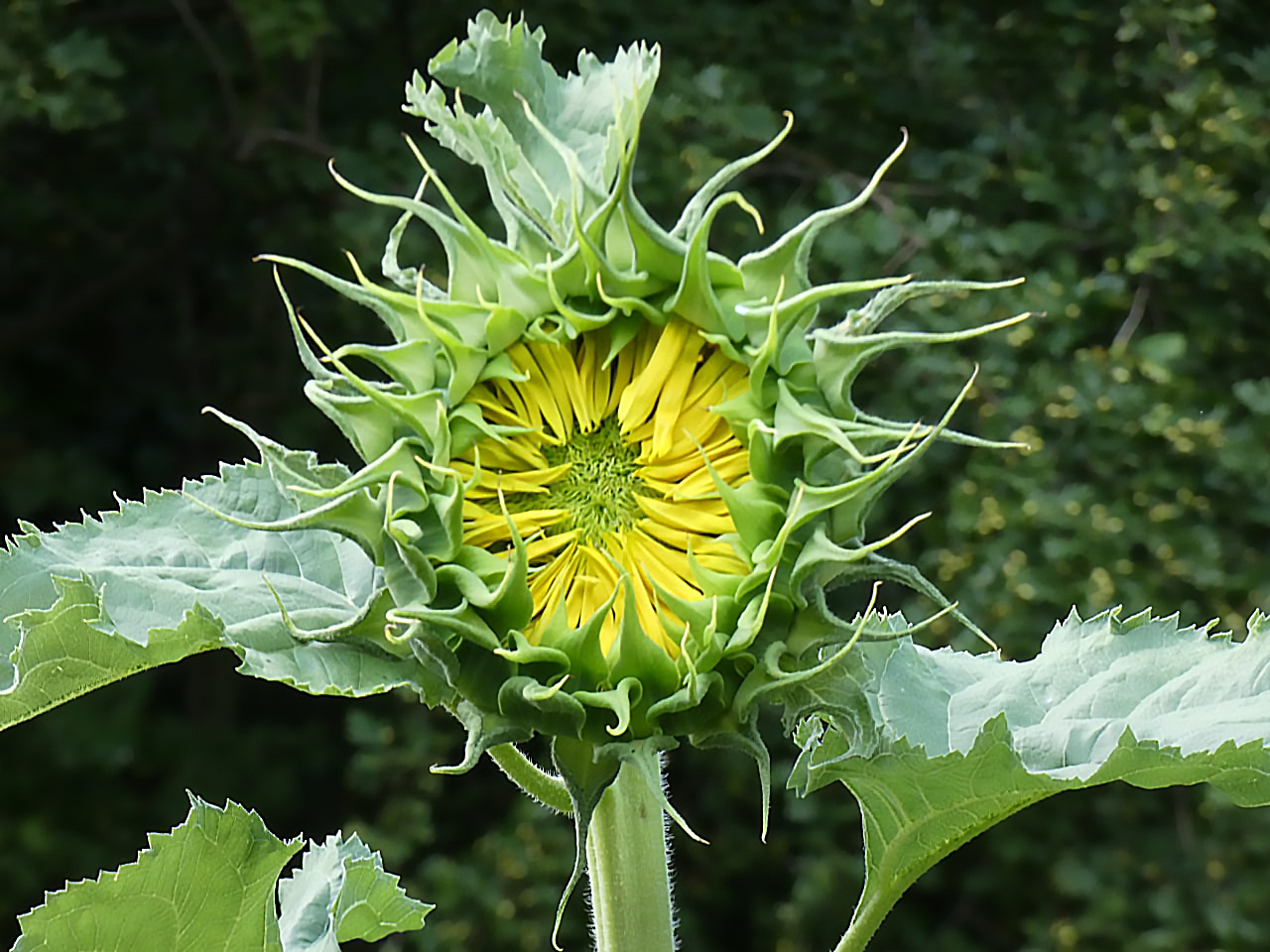 sunflower